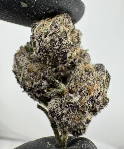 White Cherry Gelato 29.4% THCA