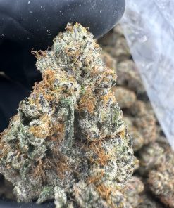 French Lotus (Maven Genetics) 32.2% THCA