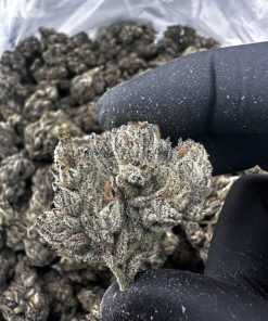 Purple Rain 31.7% THCA