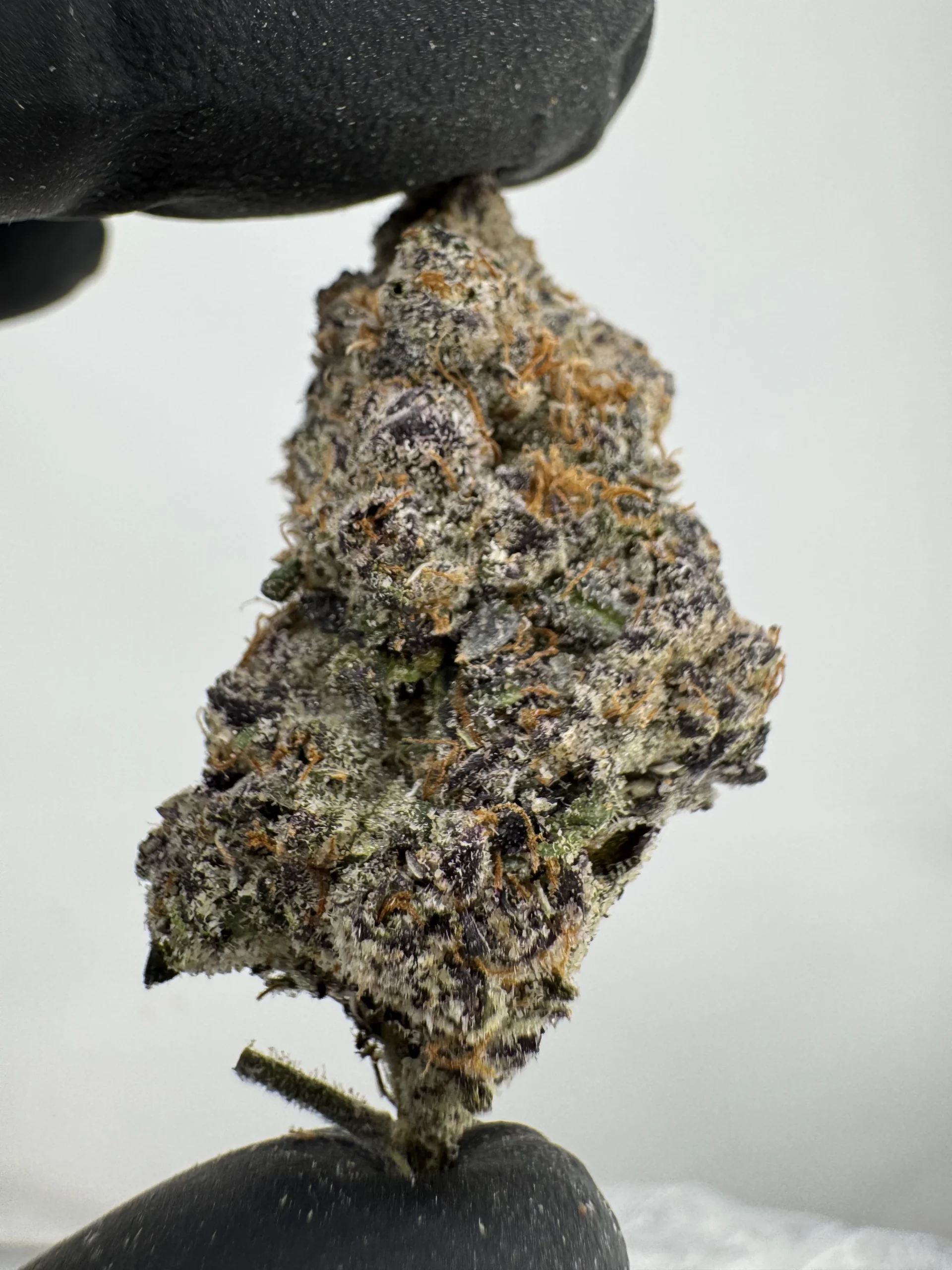 LCG X BX 33.2% THCA LCG X BX 33.2% THCA