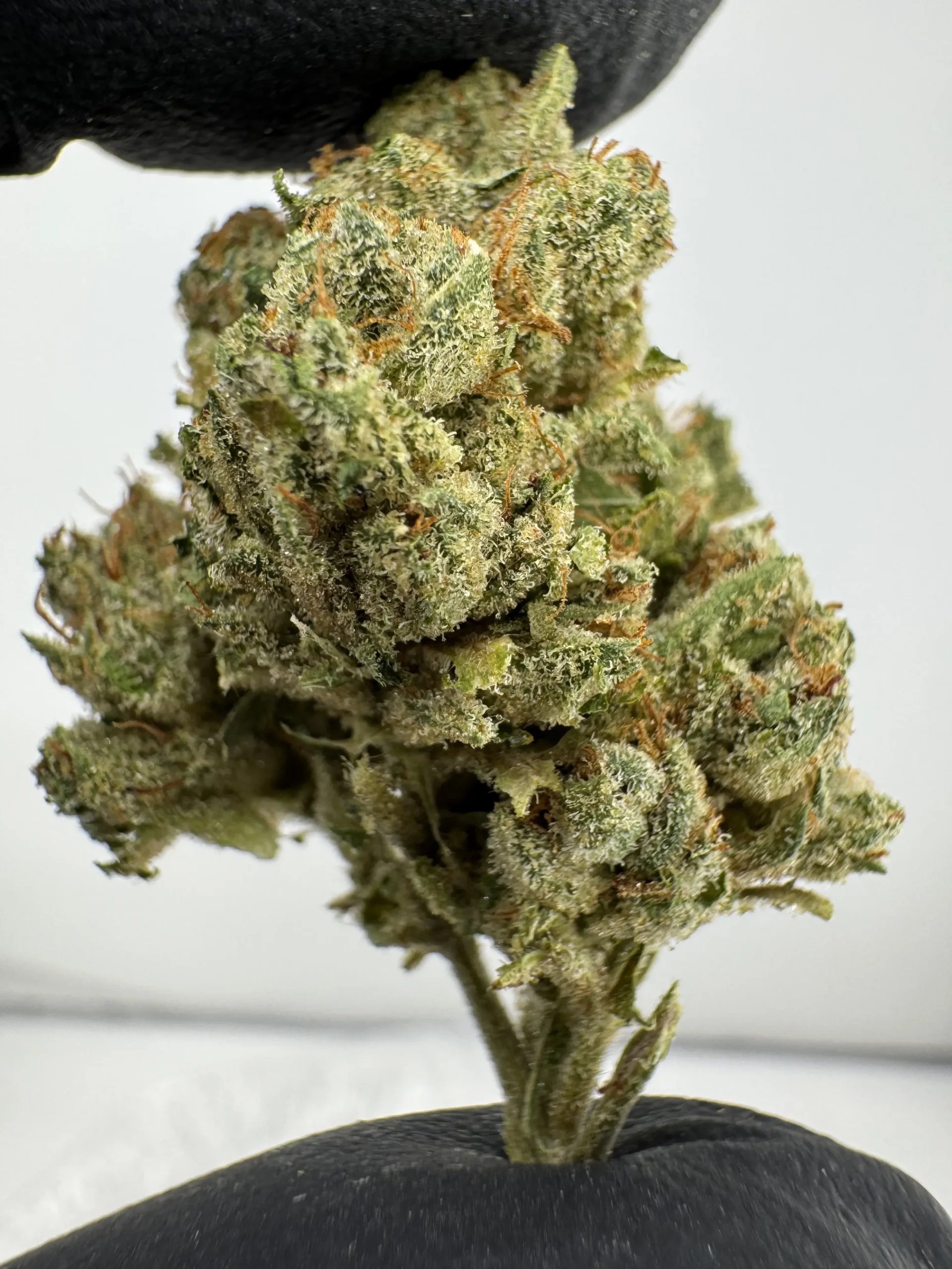 Mega Wellness OG 26.7% THCA Mega Wellness OG 26.7% THCA