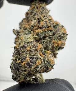 Sherbanger 27.8% THCA