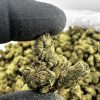 Gorilla Glue Smalls